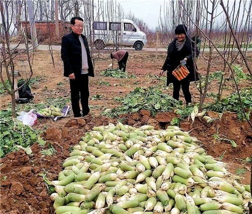河南魯山 駐村工作隊員變身“銷售員”，群眾農副產品銷路不愁